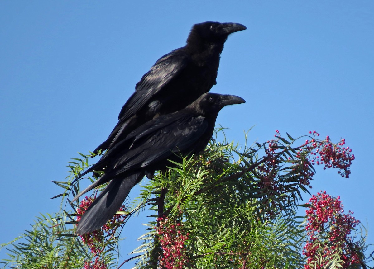 Common Raven - Rod Higbie