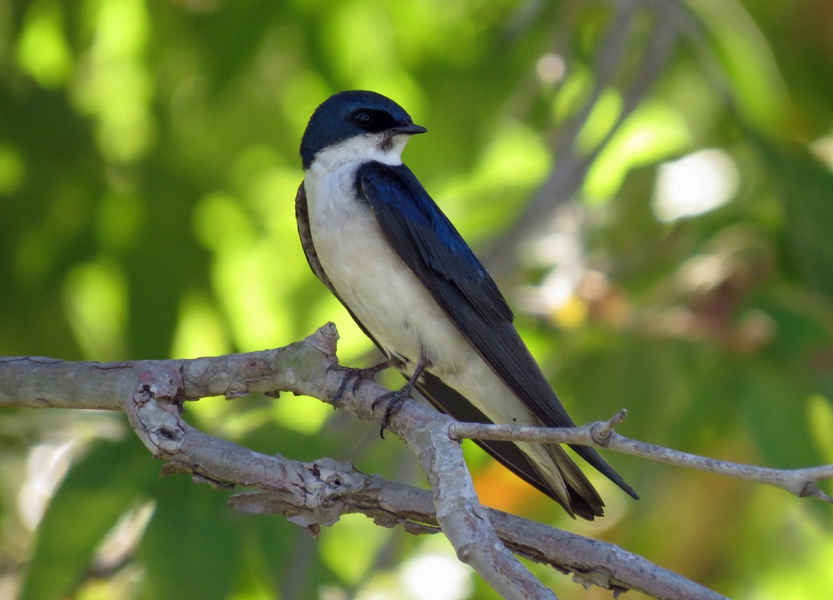 Tree Swallow - Rod Higbie