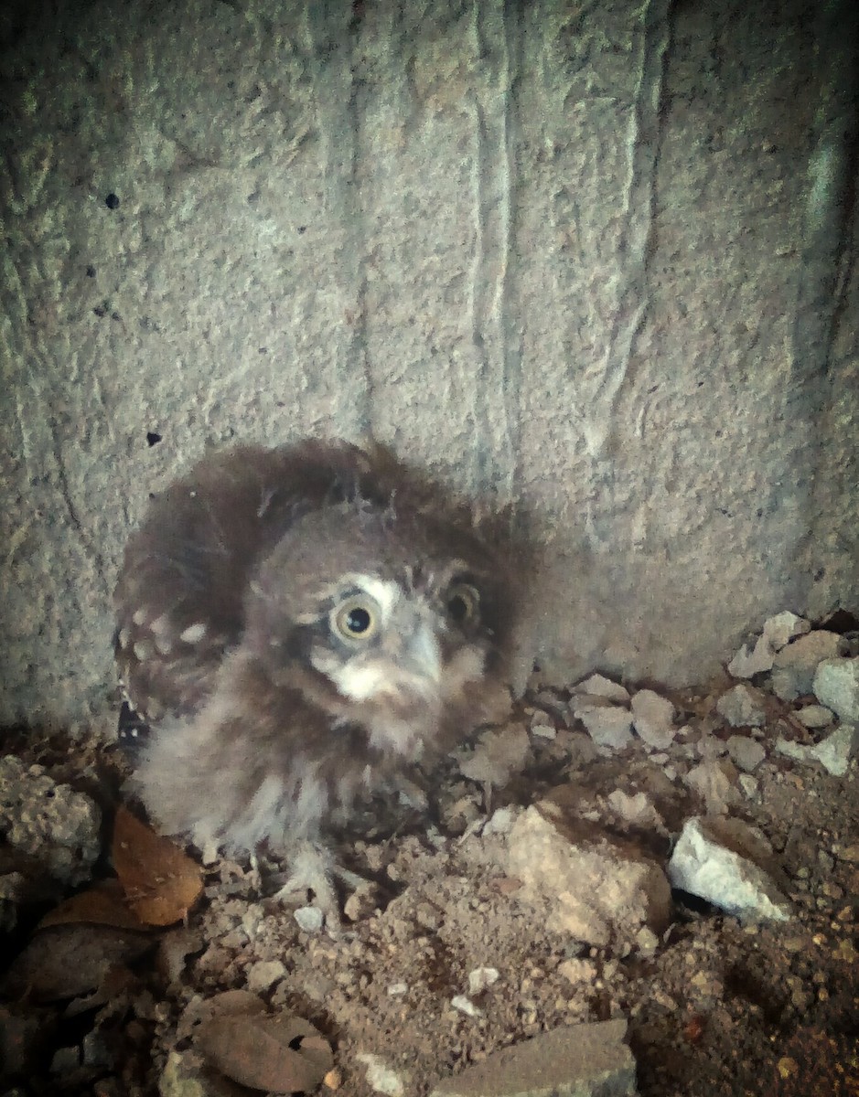 Peruvian Pygmy-Owl - Marcelo Daniel Luque Intriago