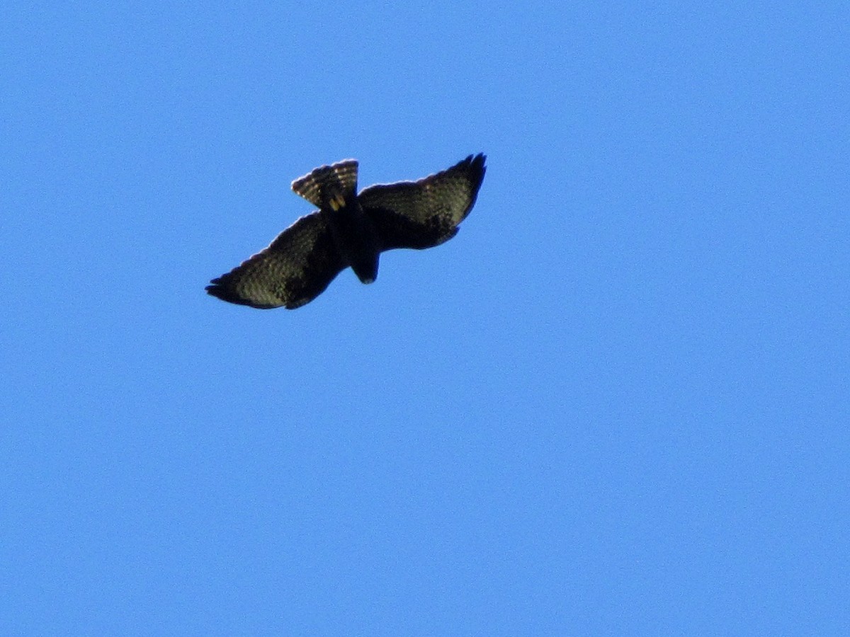 Short-tailed Hawk - ML63627921