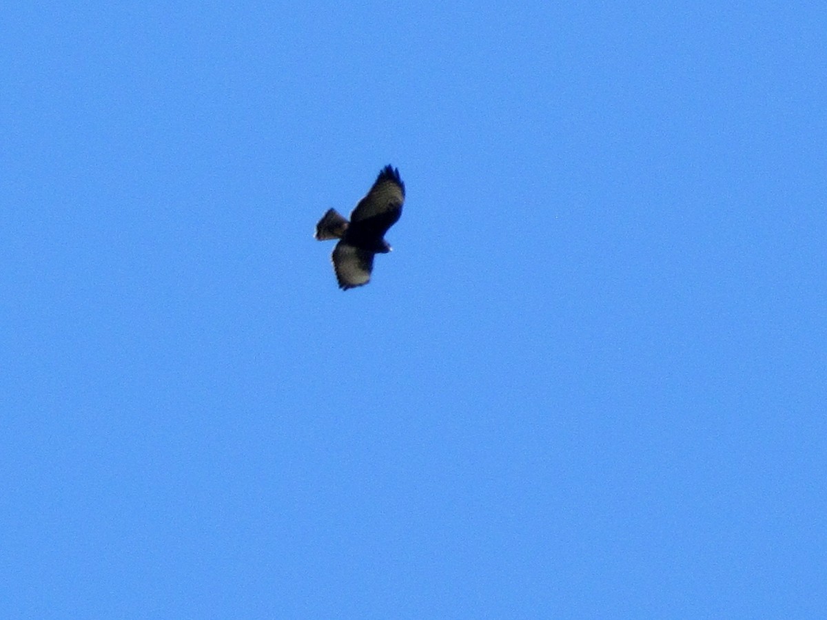 Short-tailed Hawk - ML63627931