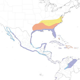 Distribution of the White Ibis - Range Map