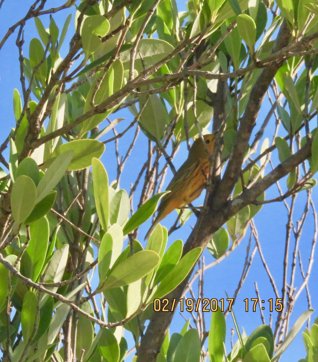 Yellow-throated Warbler - Xiuling Wei