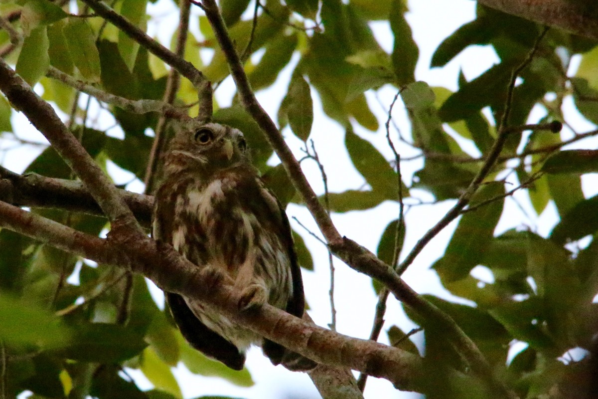 Ferruginous Pygmy-Owl - Gustino Lanese