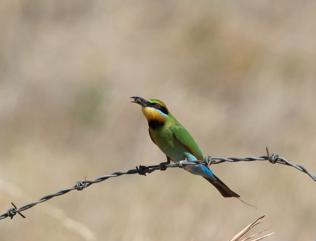 Rainbow Bee-eater - Sonja Ross