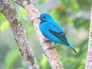 Blue Cotinga - Cotinga nattererii - Birds of the World