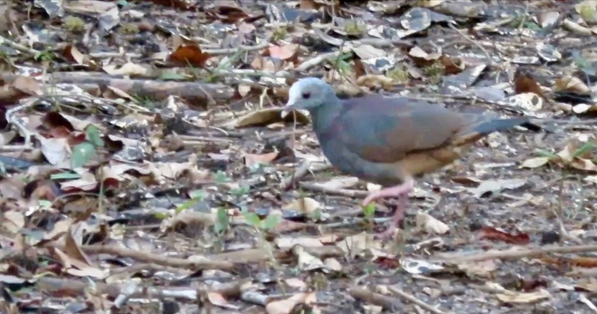Gray-fronted Quail-Dove - Xiuling Wei