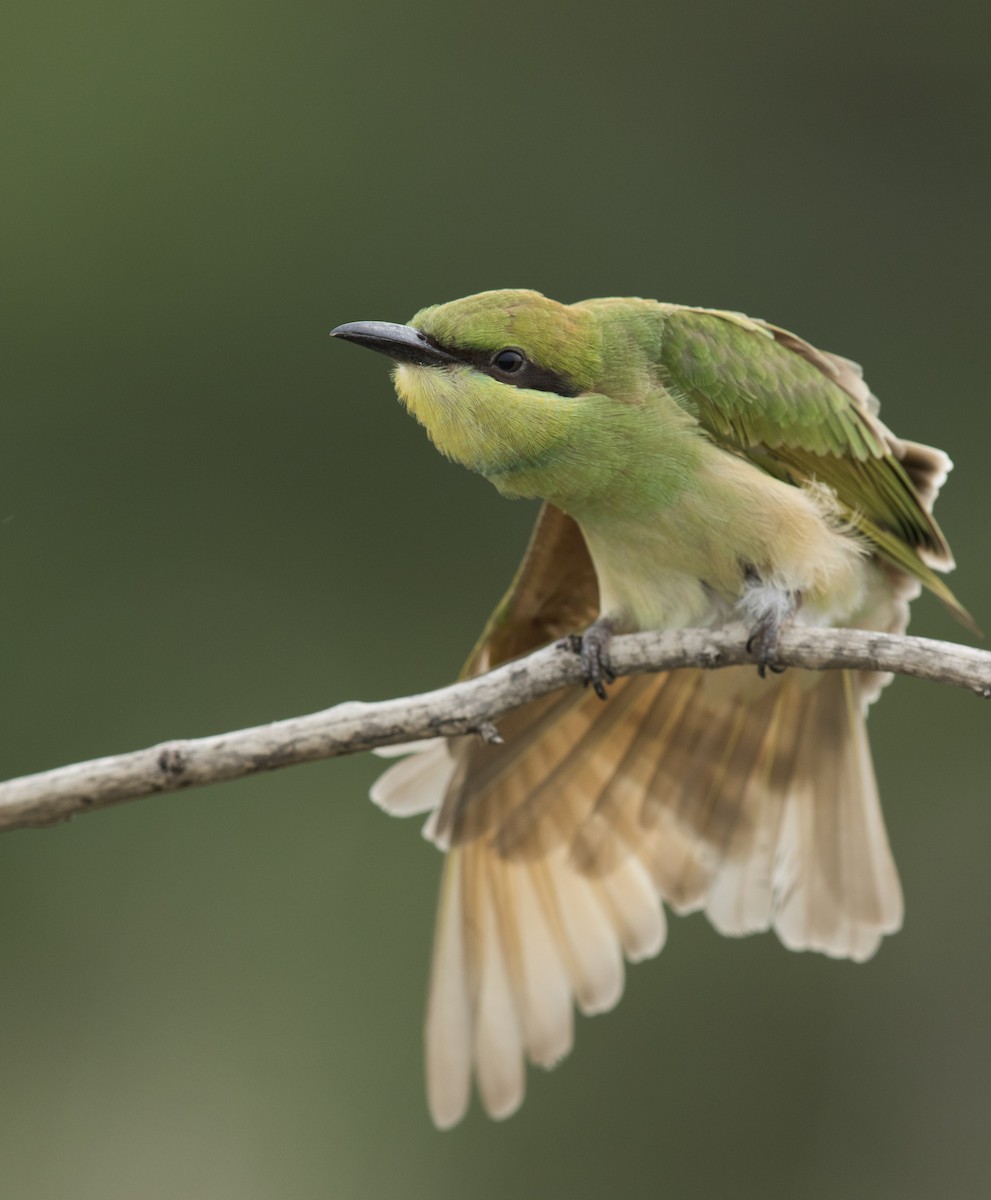 Asian Green Bee-eater - Melvin Jaison