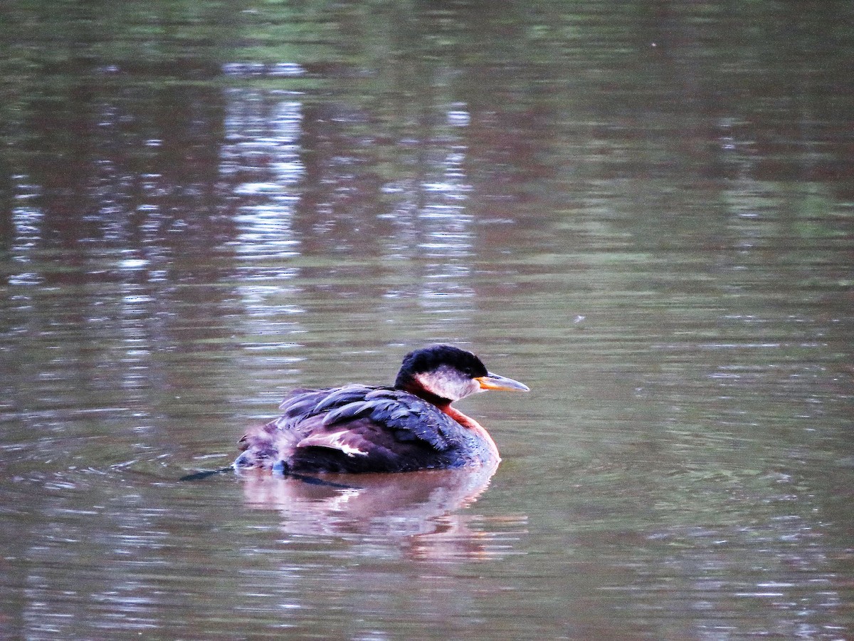 Red-necked Grebe - ML63637741