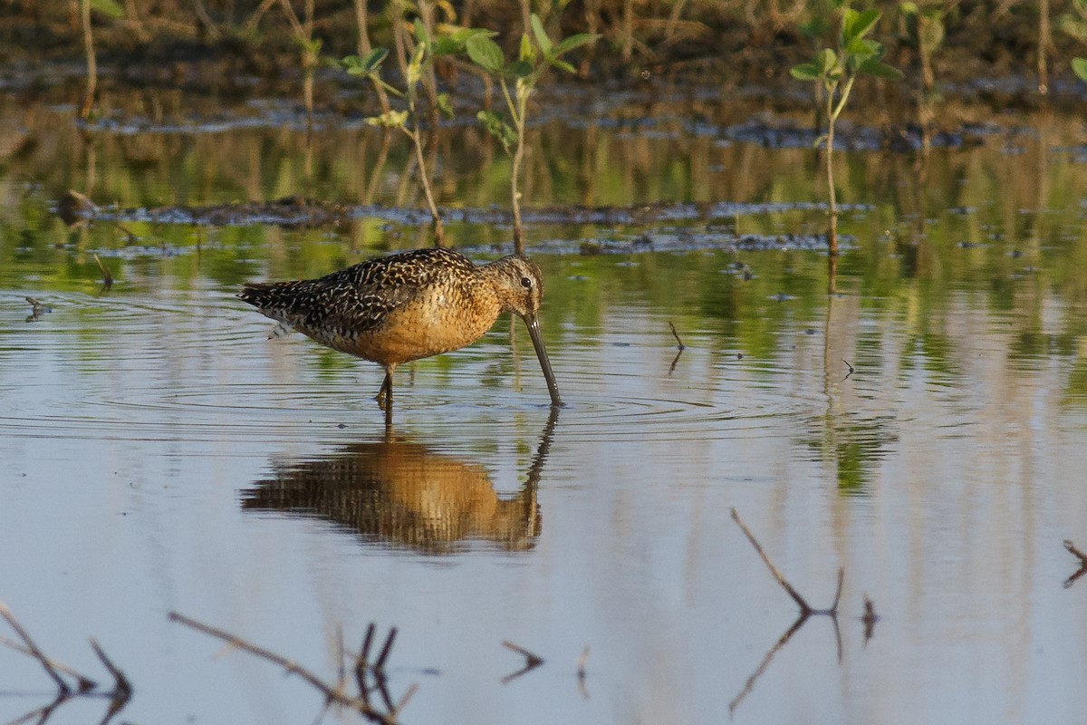 Long-billed Dowitcher - Ryan Griffiths