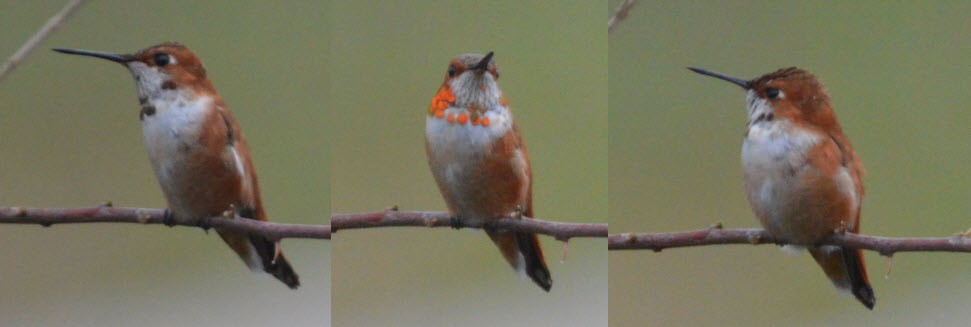 Rufous Hummingbird - David W Foster
