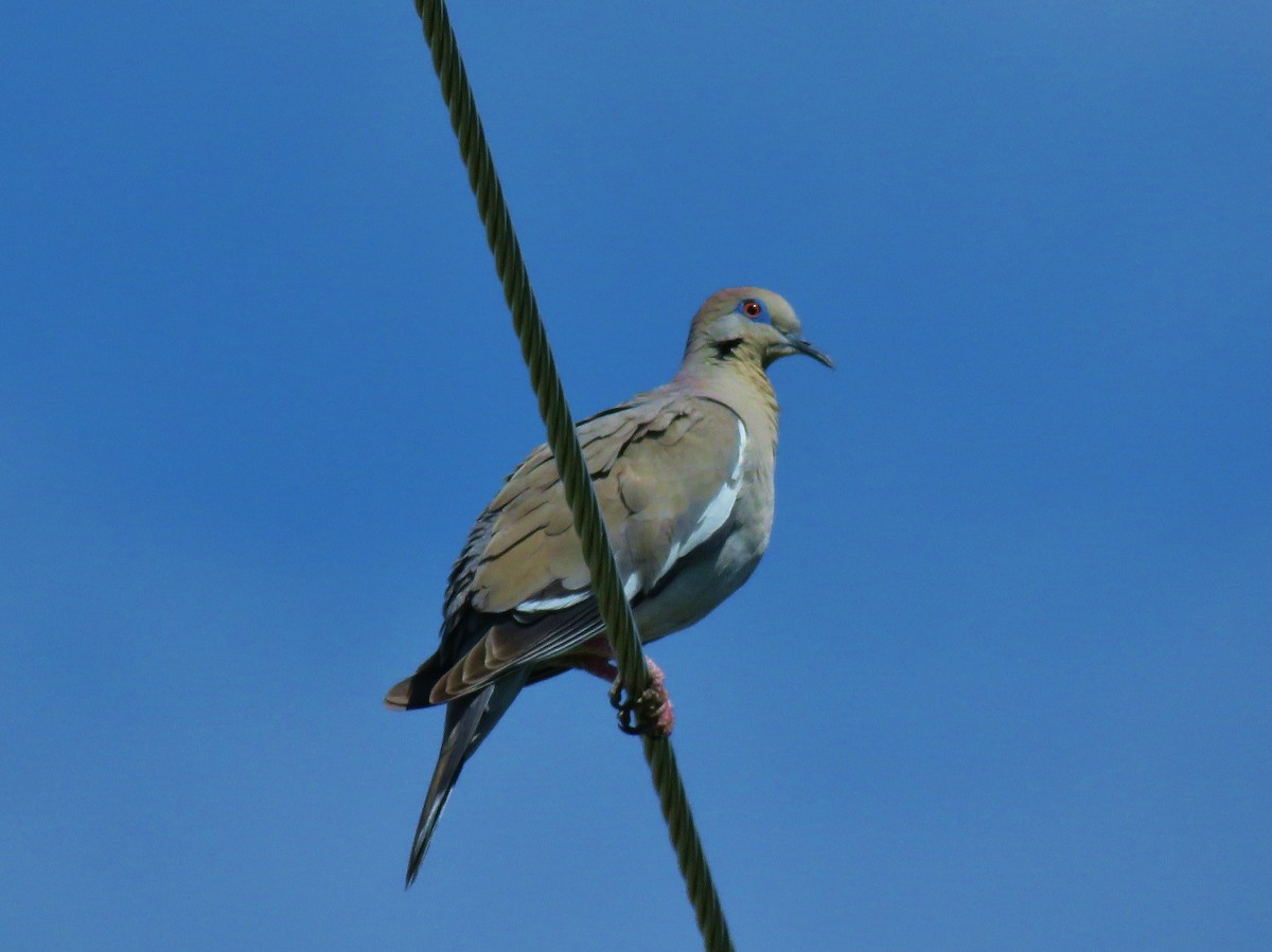 White-winged Dove - ML63639241