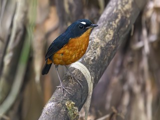 - Rusty-bellied Shortwing