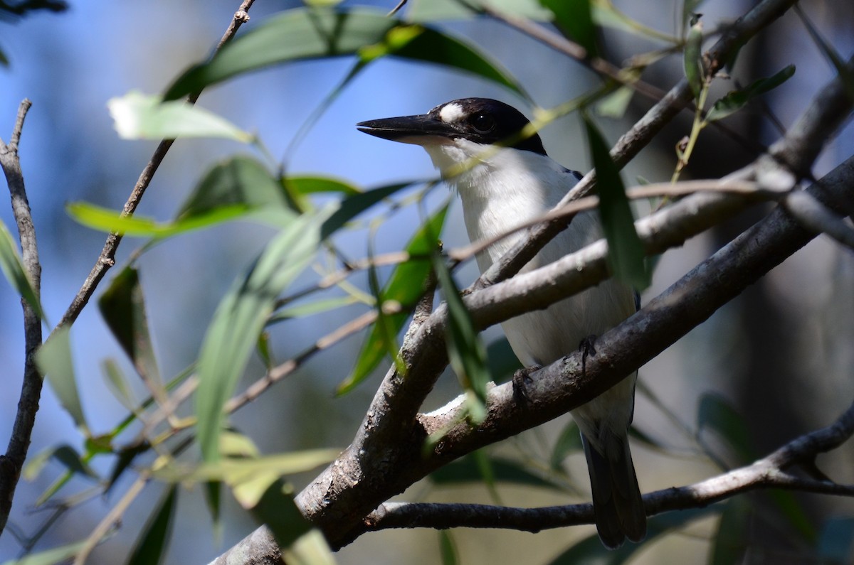 Forest Kingfisher - Stephen Haase
