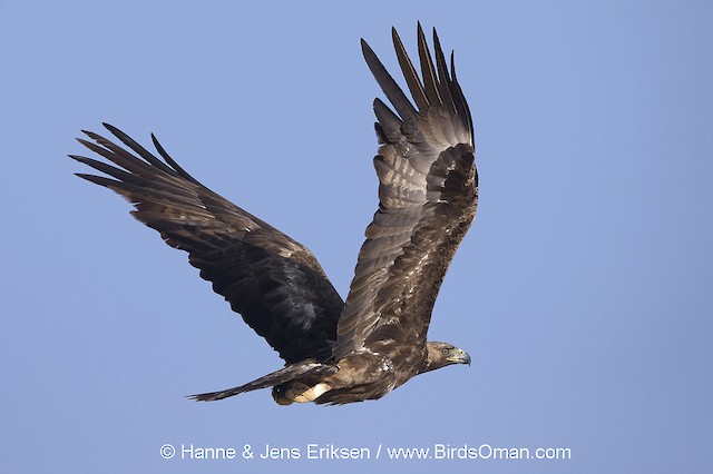 Golden Eagle (Oman). - Golden Eagle - 