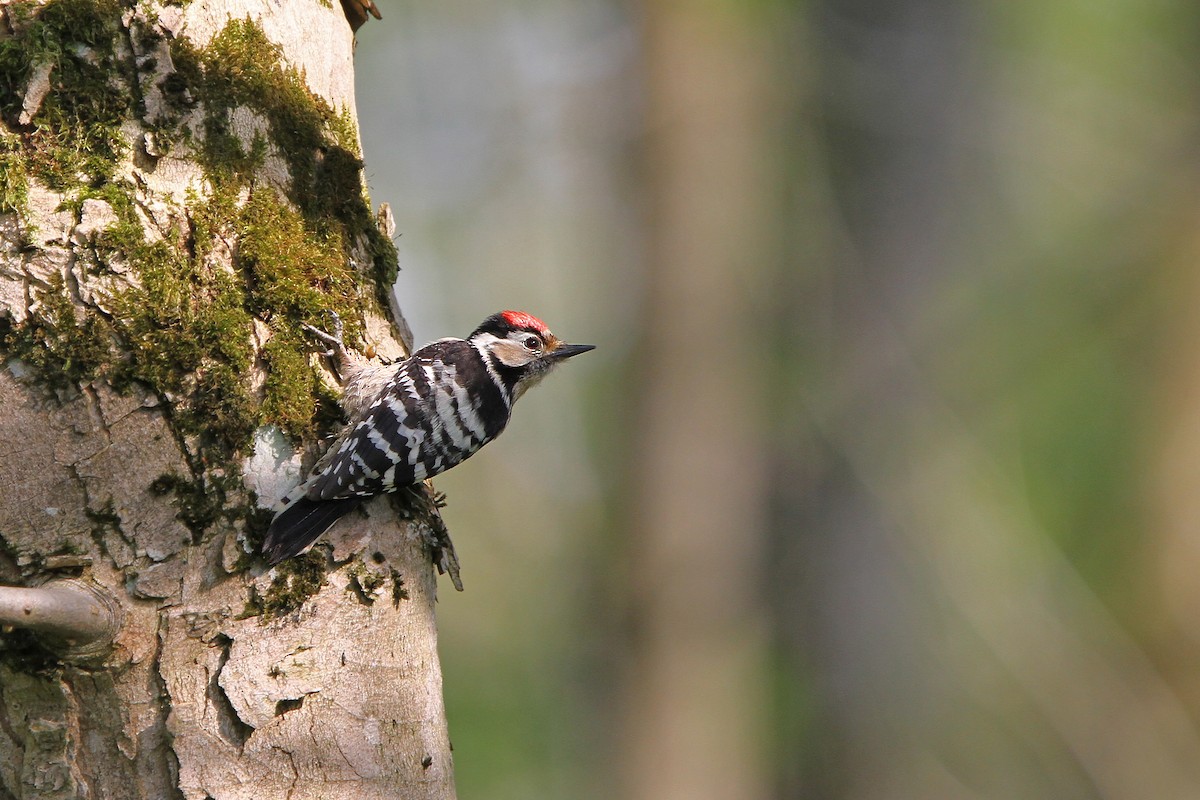 Lesser Spotted Woodpecker - ML63643691