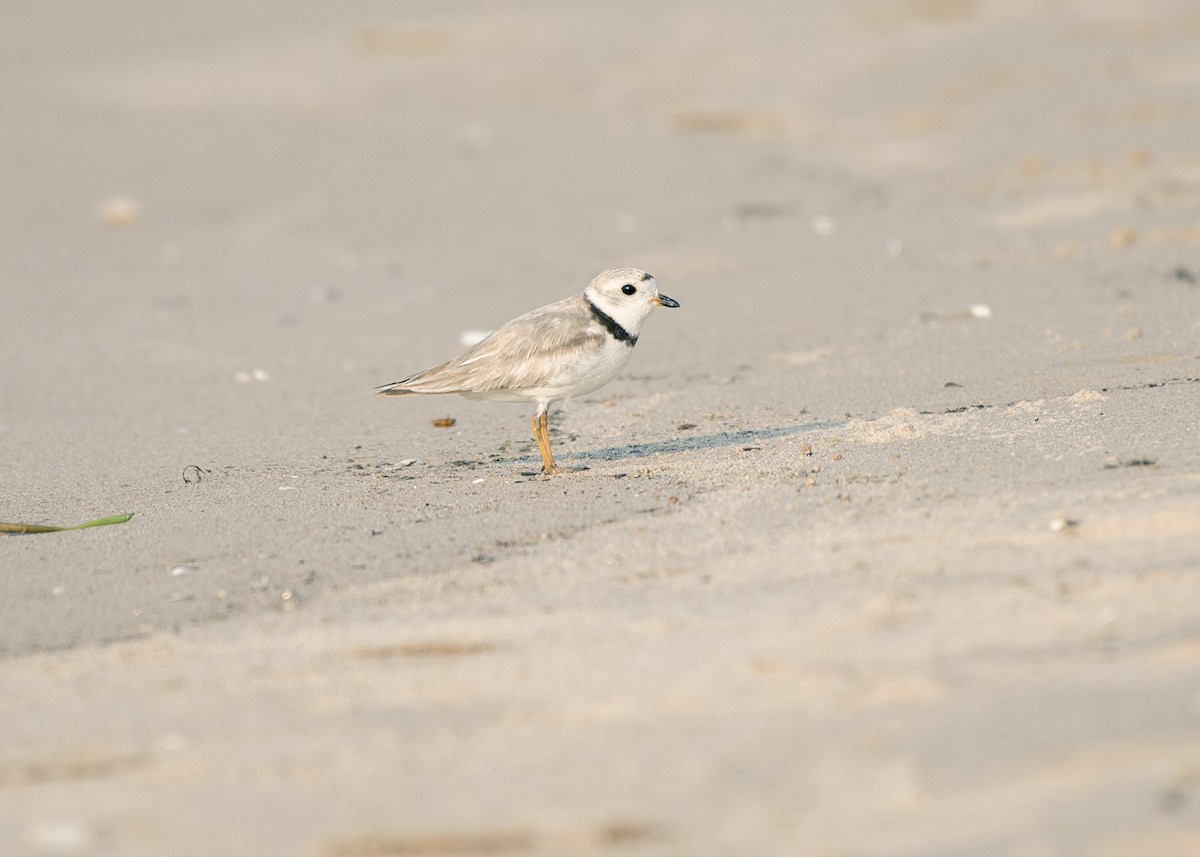 Piping Plover - Amy Hodson