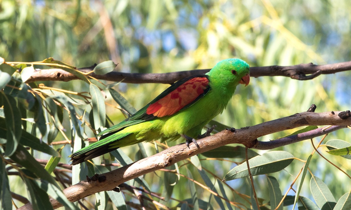 Red-winged Parrot - Sonja Ross