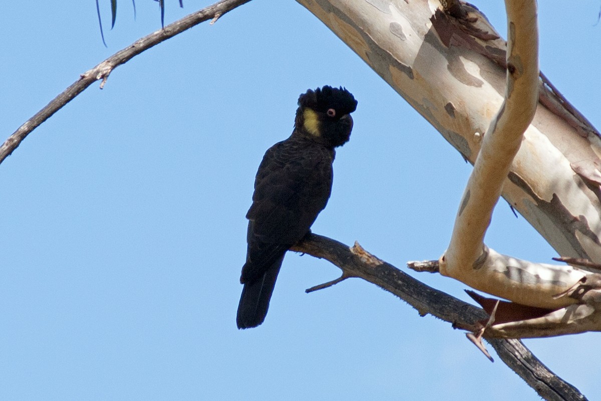 Yellow-tailed Black-Cockatoo - ML63644851