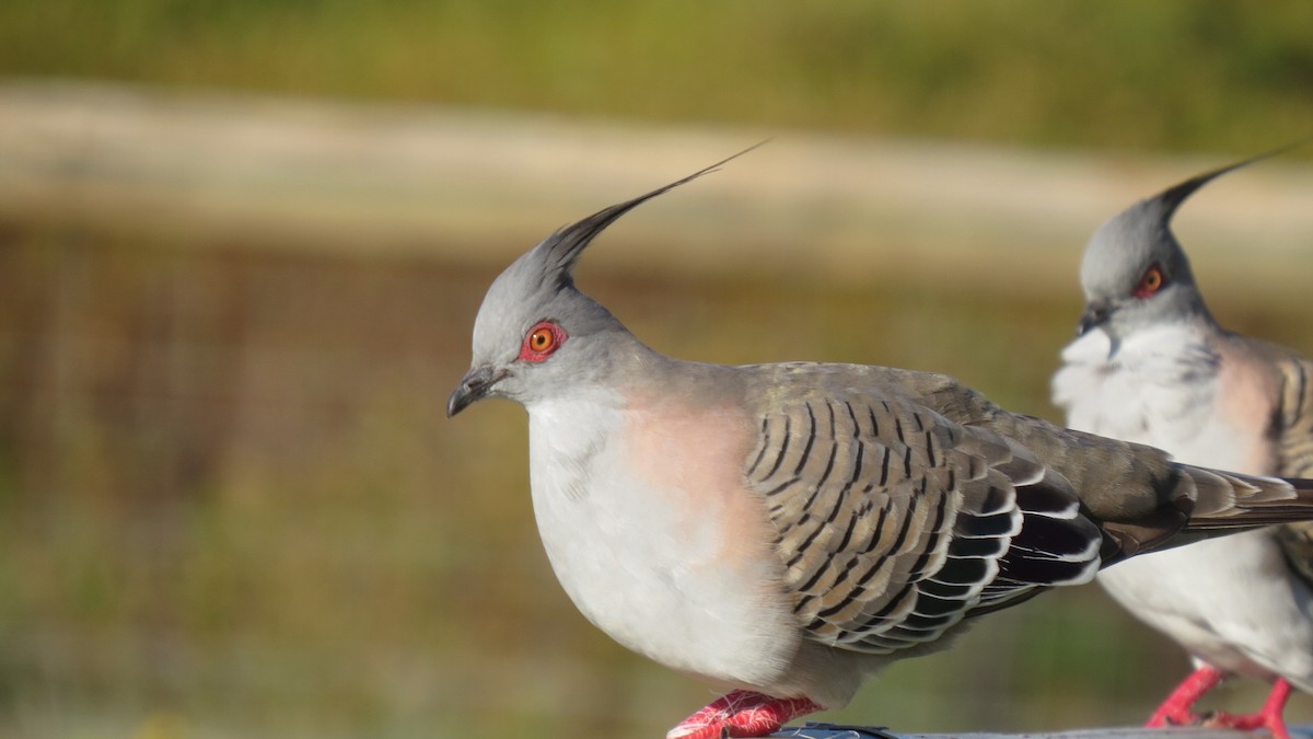Crested Pigeon - ML63644991