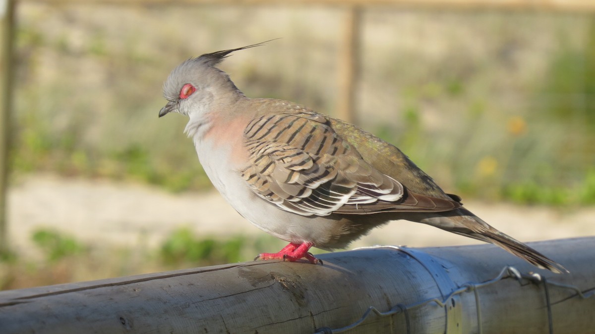 Crested Pigeon - ML63645011