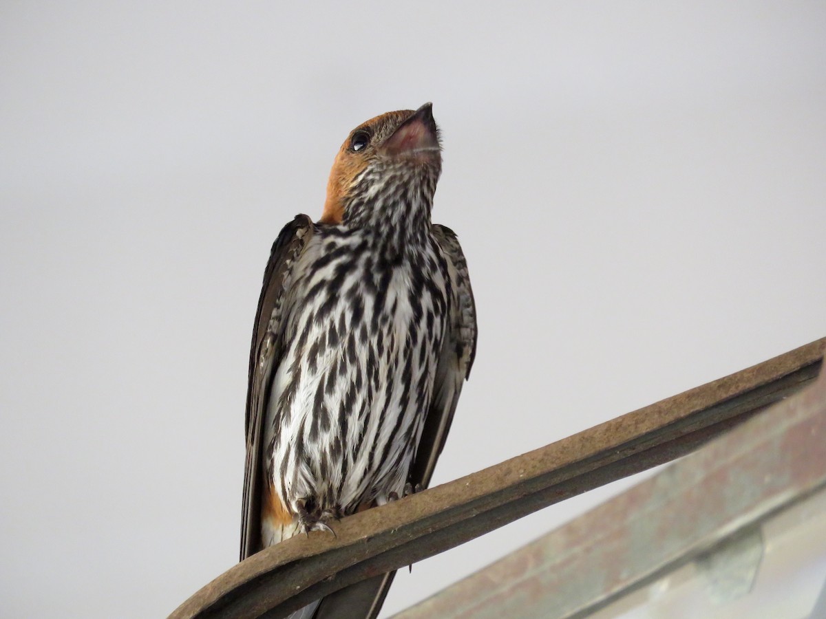 Lesser Striped Swallow - GARY DOUGLAS