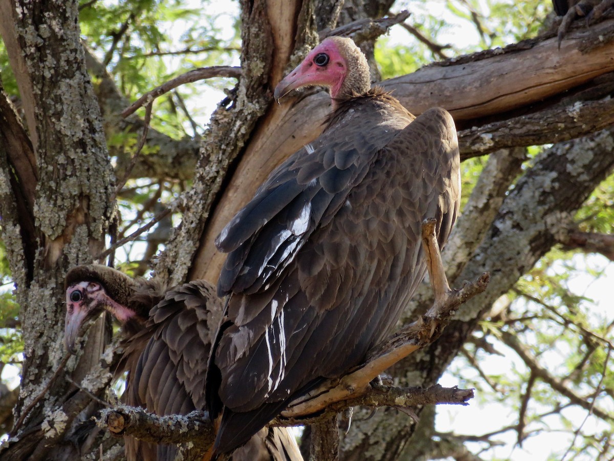 Hooded Vulture - GARY DOUGLAS