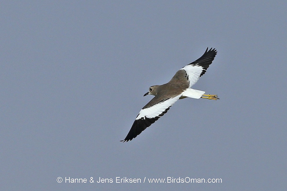 White-tailed Lapwing - Jens Eriksen