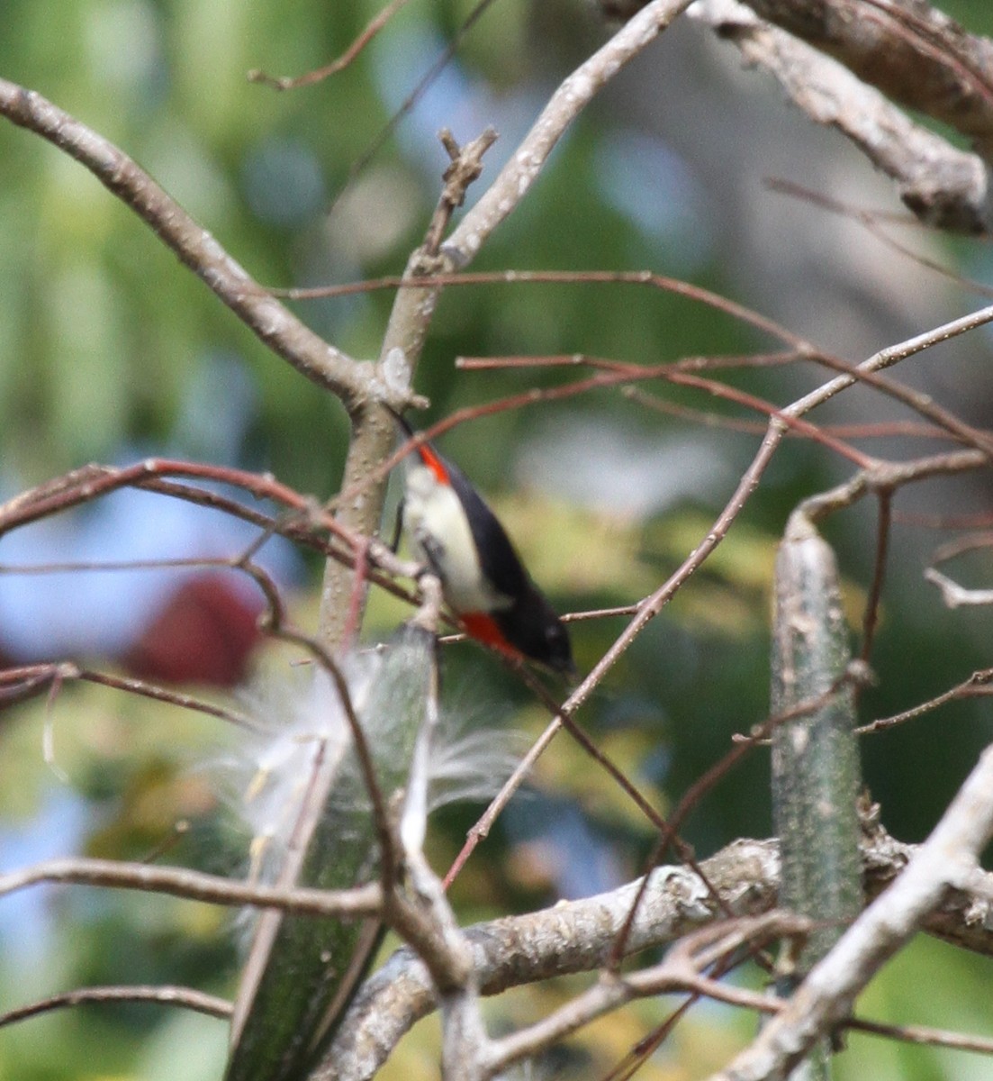 Red-chested Flowerpecker - ML63647431