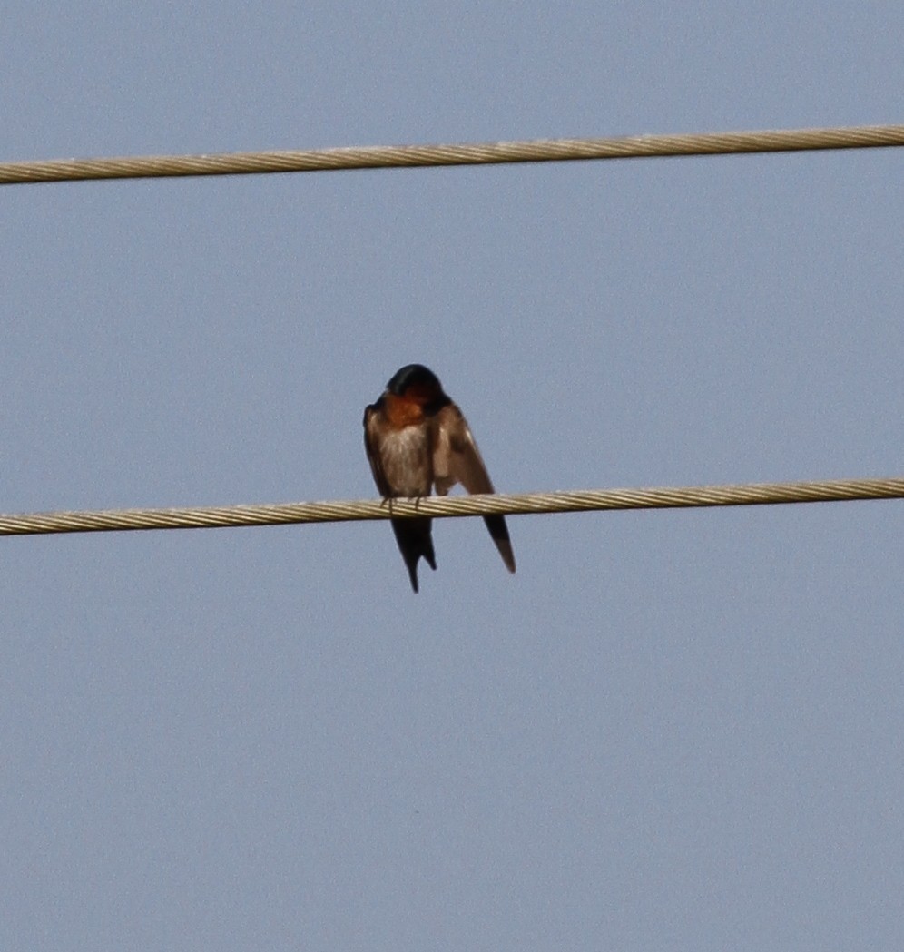 Pacific Swallow - ML63647611