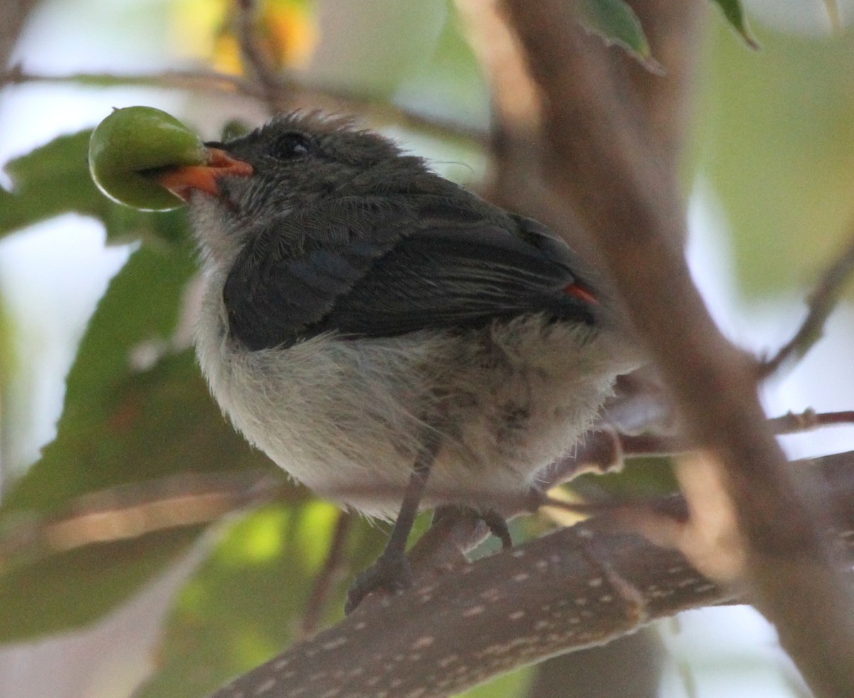 Red-chested Flowerpecker - ML63647741