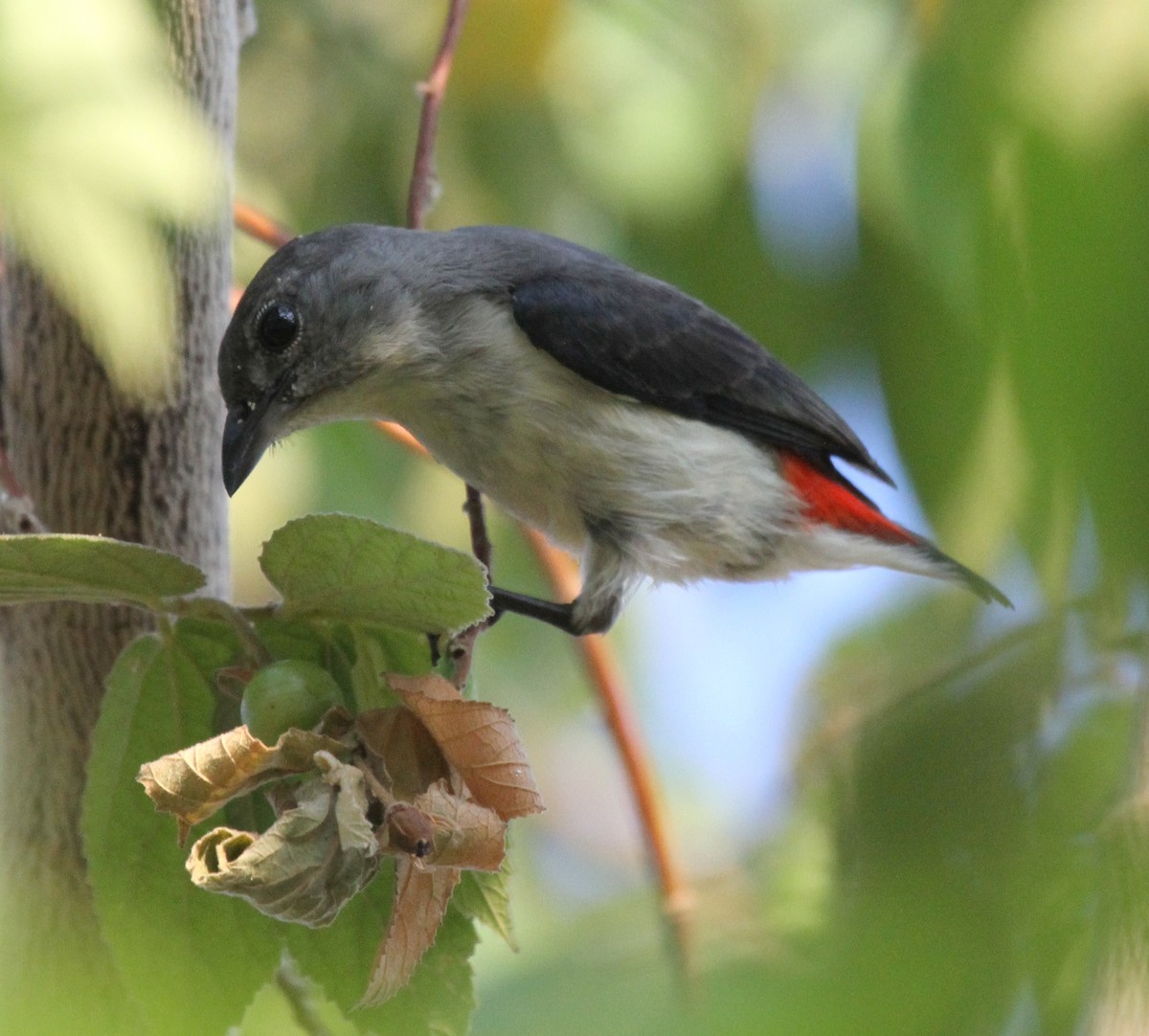 Red-chested Flowerpecker - Colin Trainor