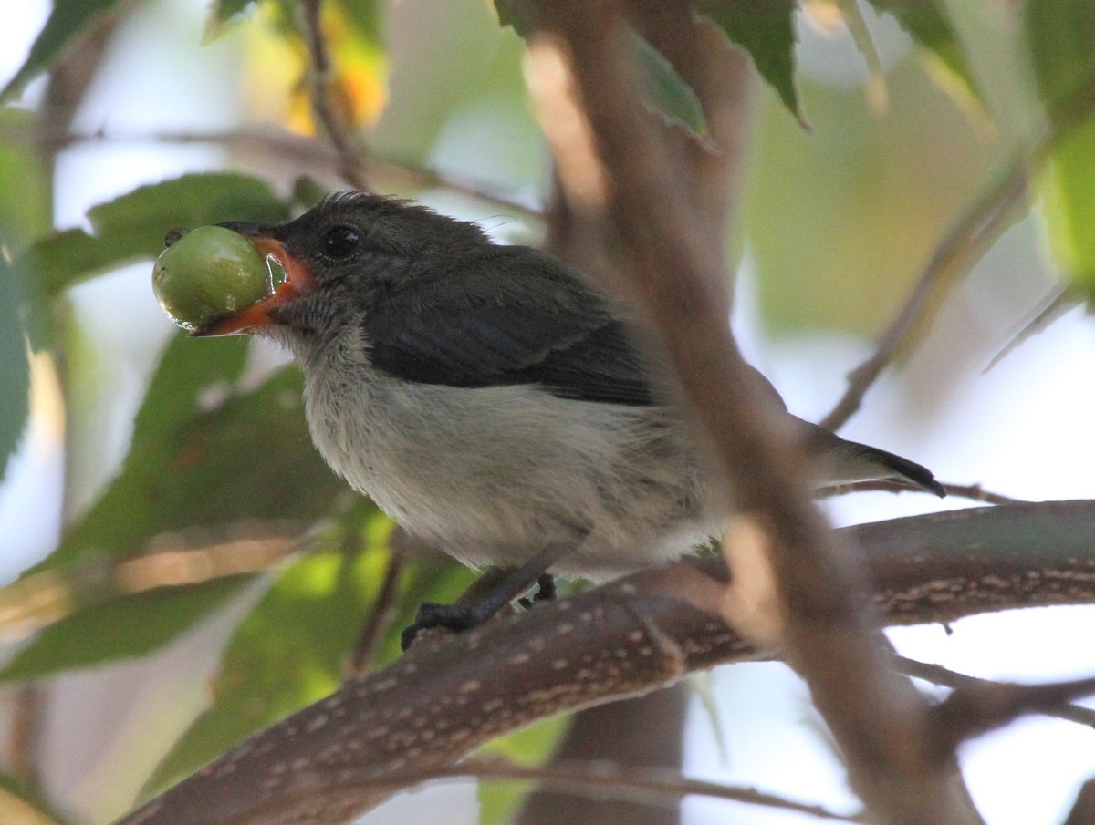 Red-chested Flowerpecker - ML63647781