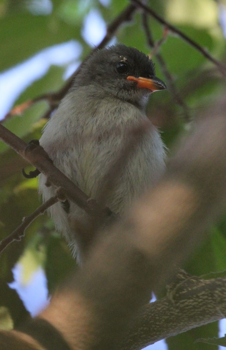 Red-chested Flowerpecker - ML63647791