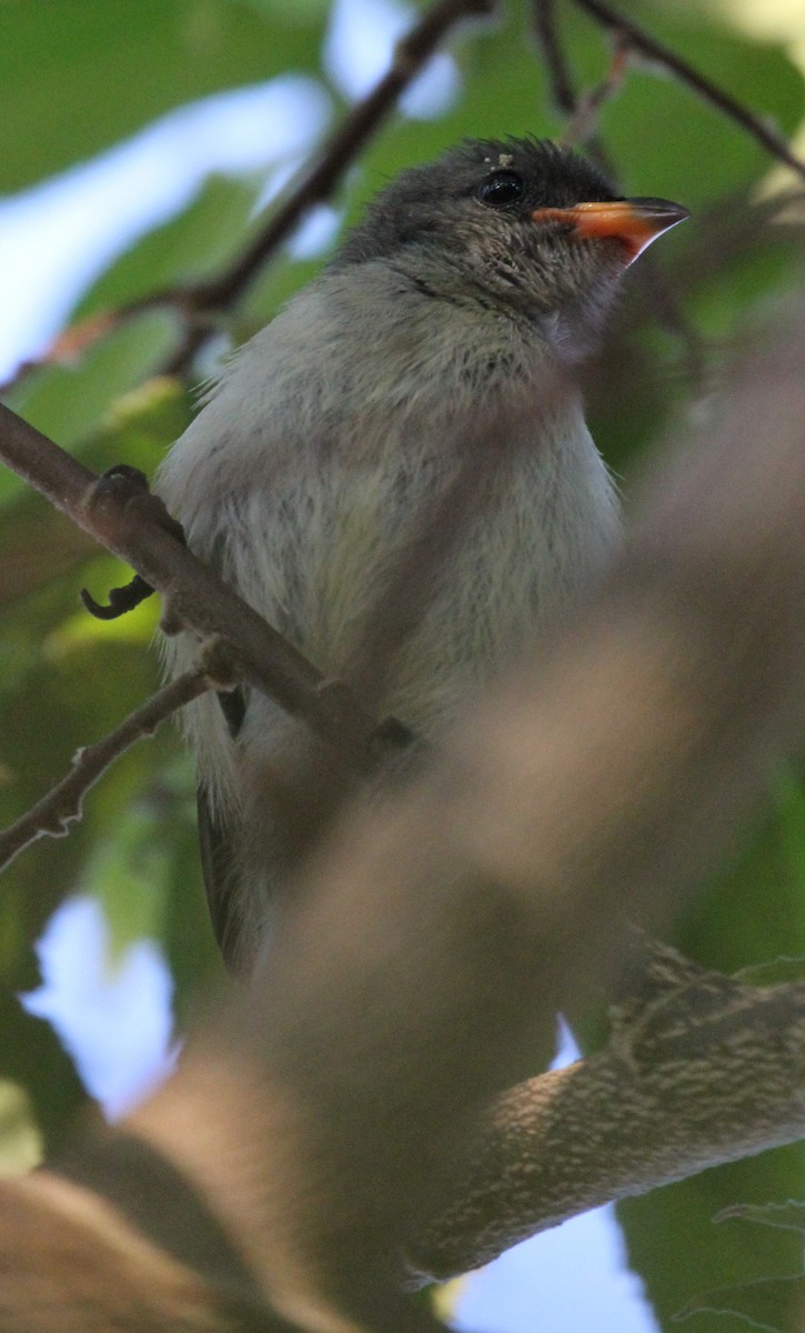 Red-chested Flowerpecker - ML63647801