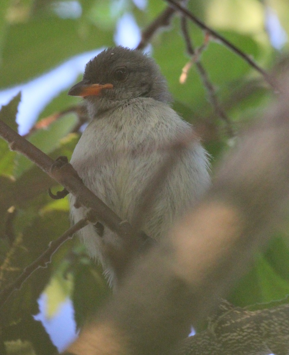 Red-chested Flowerpecker - ML63647811