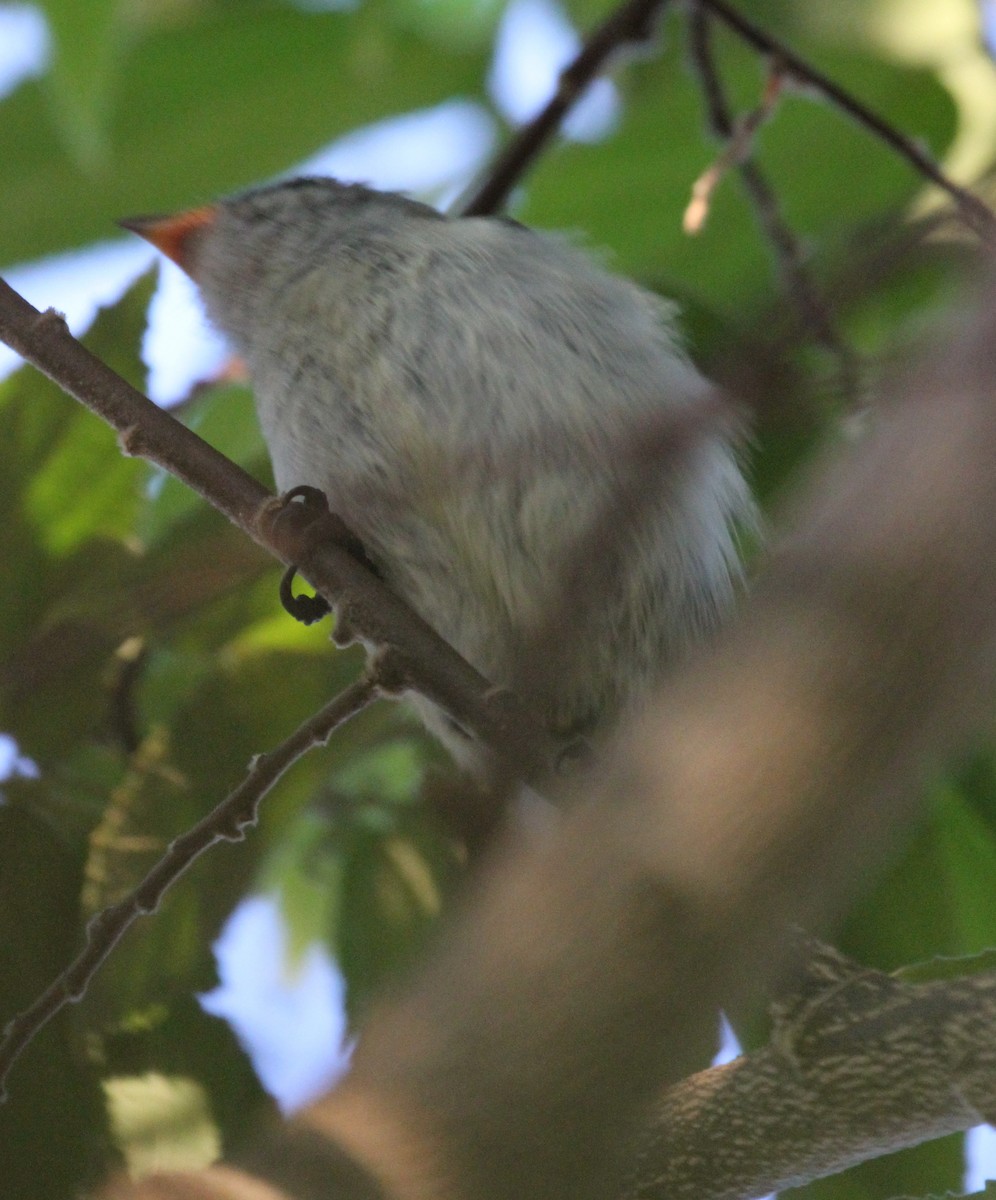 Red-chested Flowerpecker - ML63647821