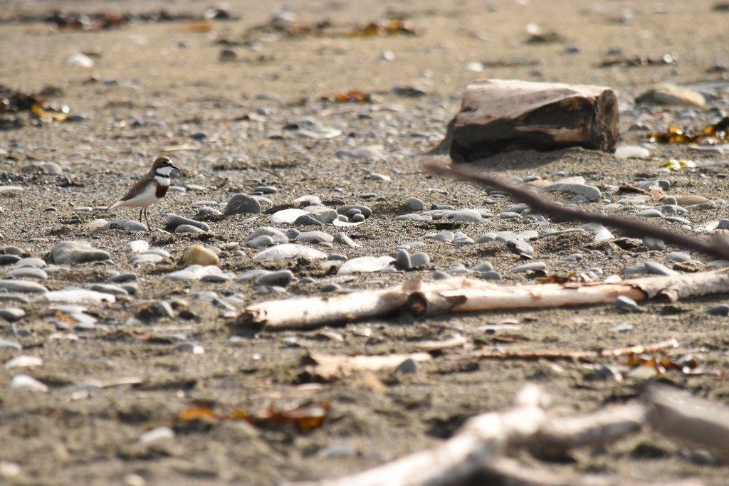 Double-banded Plover - ML63648011
