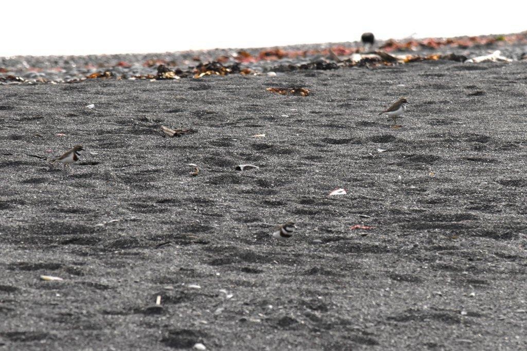 Double-banded Plover - ML63648021