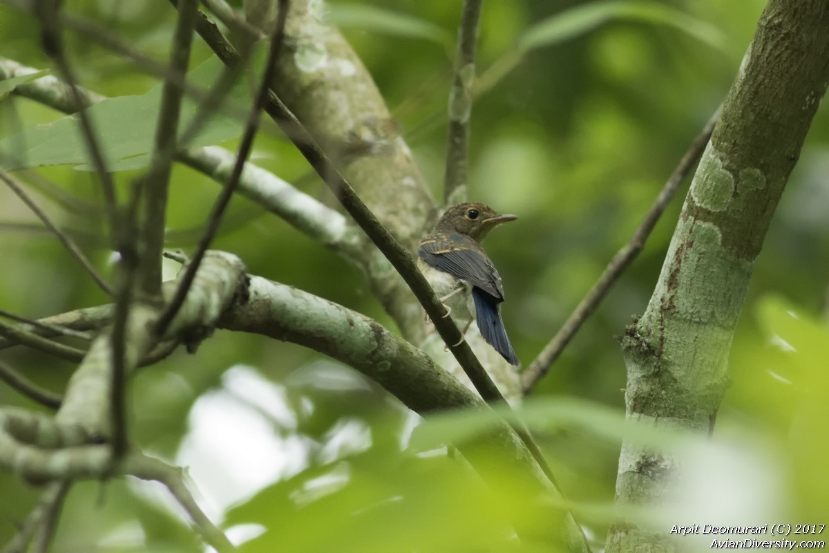 Blue-throated Flycatcher - Arpit Deomurari