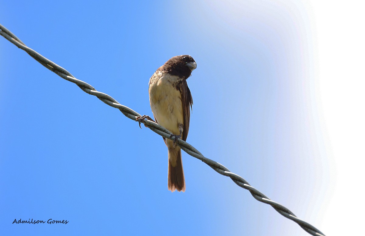 Yellow-bellied Seedeater - ADMILSON GOMES