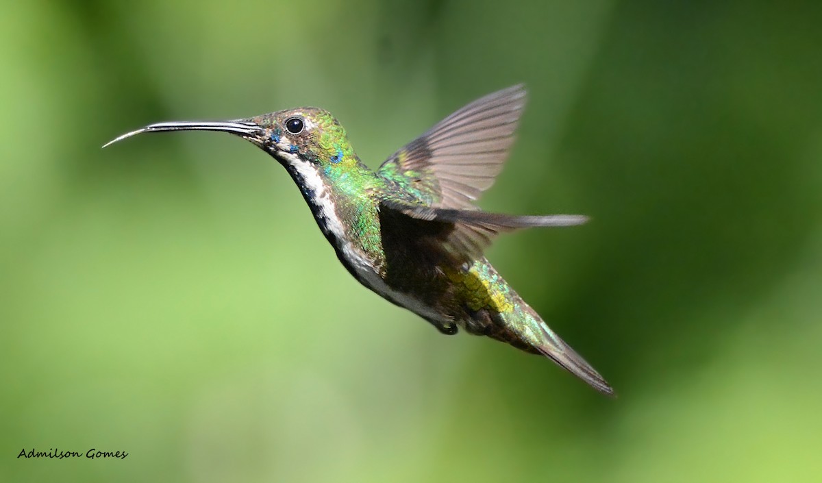 kolibřík tropický - ML63652641