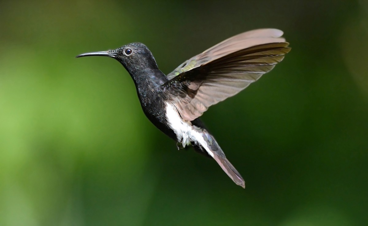 kolibřík černobílý - ML63652801