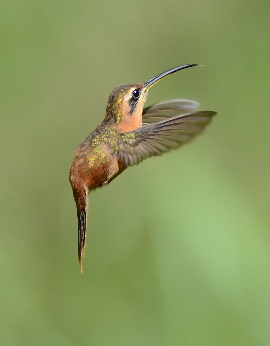 kolibřík malý - ML63652891