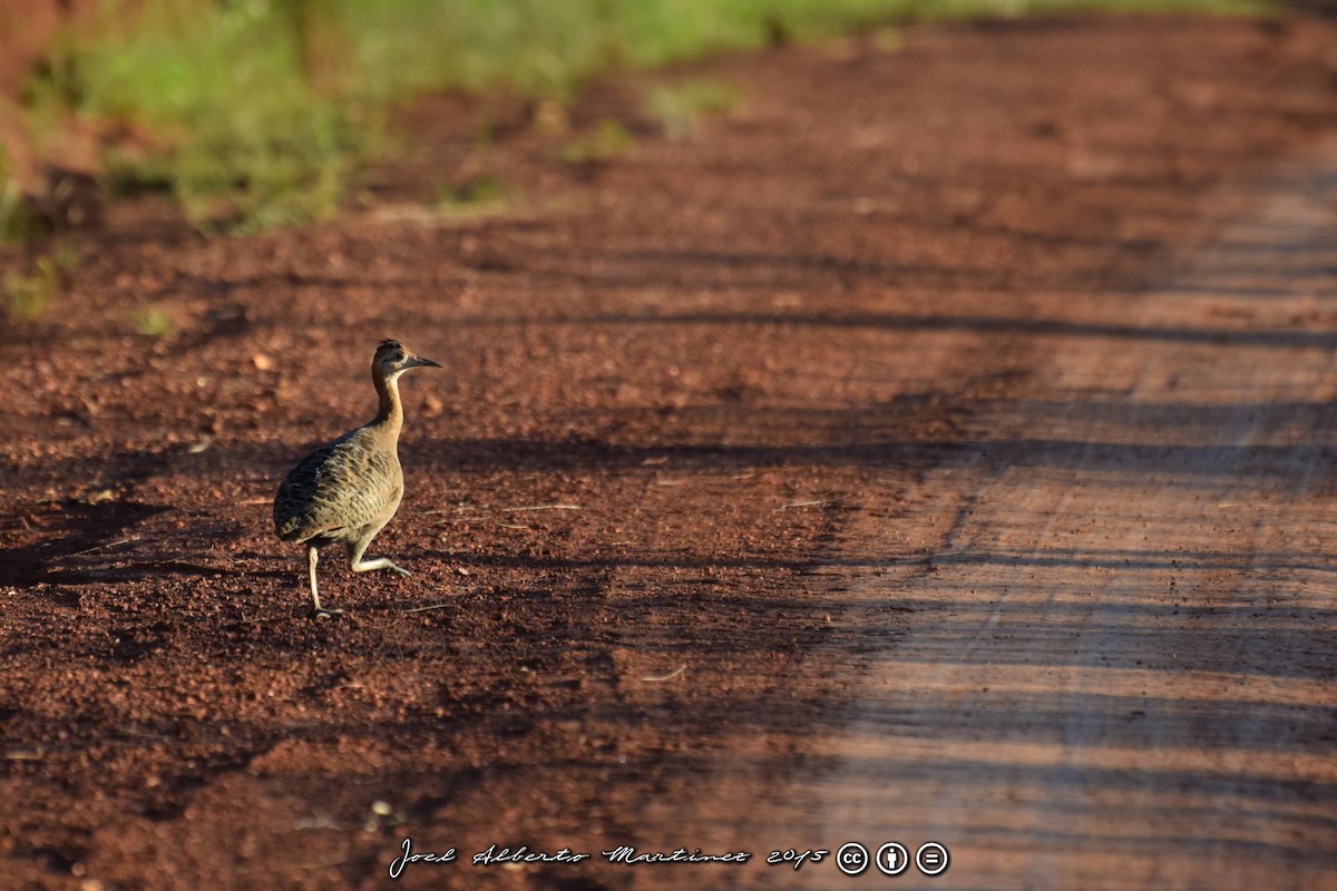 Red-winged Tinamou - ML63653501