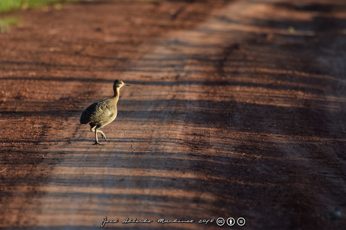 Red-winged Tinamou - ML63653511