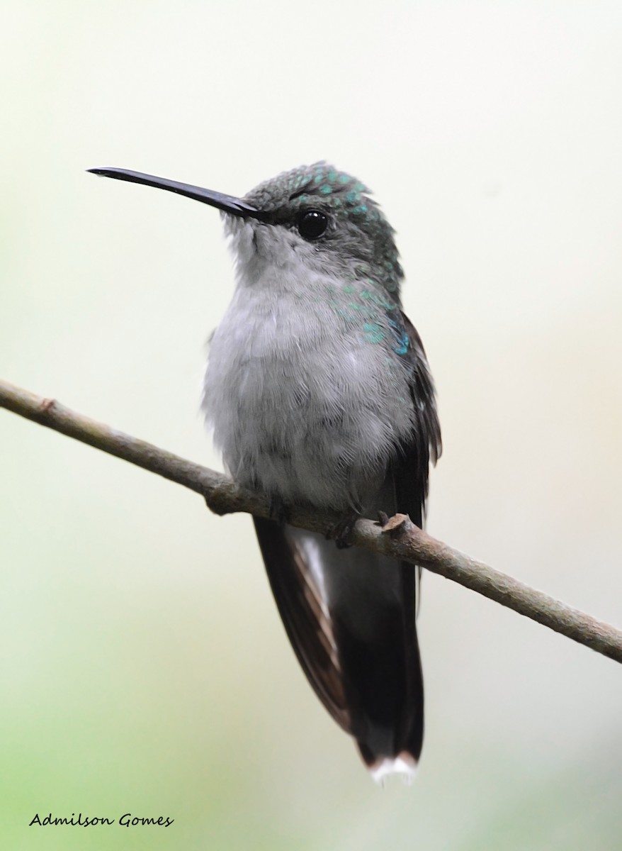 kolibřík pralesní - ML63654891