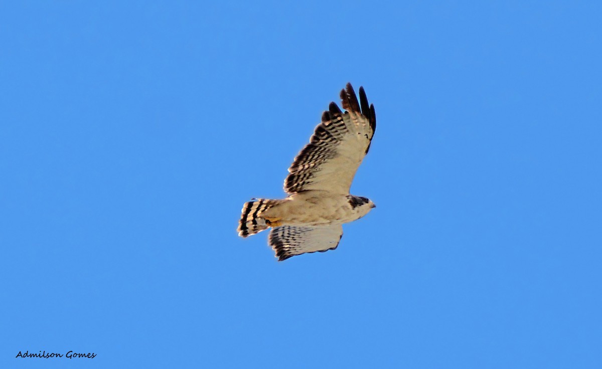 Short-tailed Hawk - ADMILSON GOMES