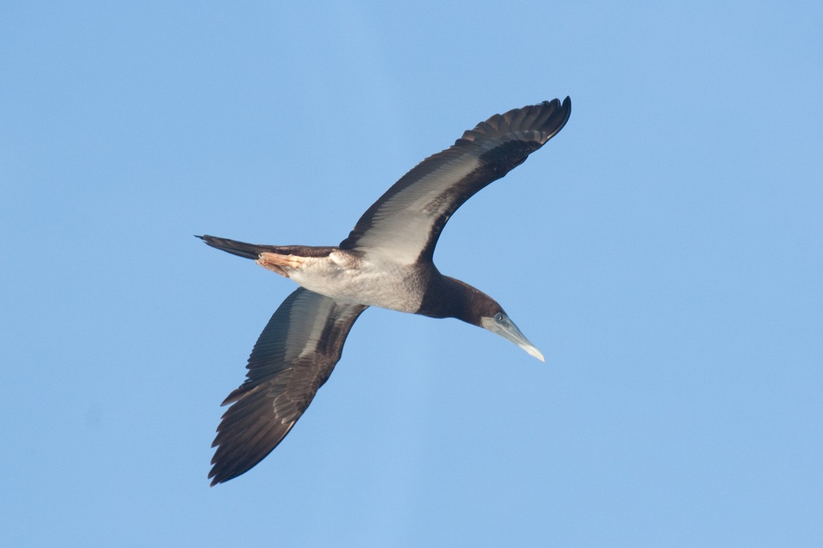 Brown Booby - ML63655171