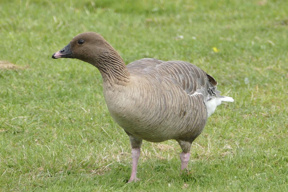 Pink-footed Goose - ML63656571